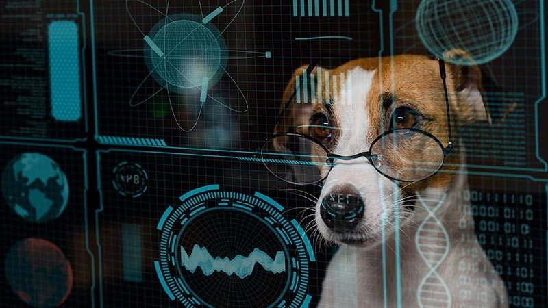 Jack Russell terrier in eyeglasses looks at futuristic screen display