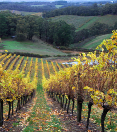 The Adelaide Hills and Barossa Valley wineries